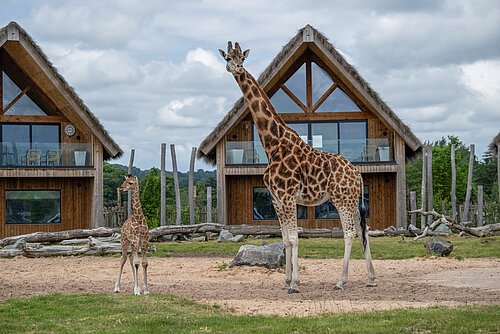 West Midlands Safari Park Lodges