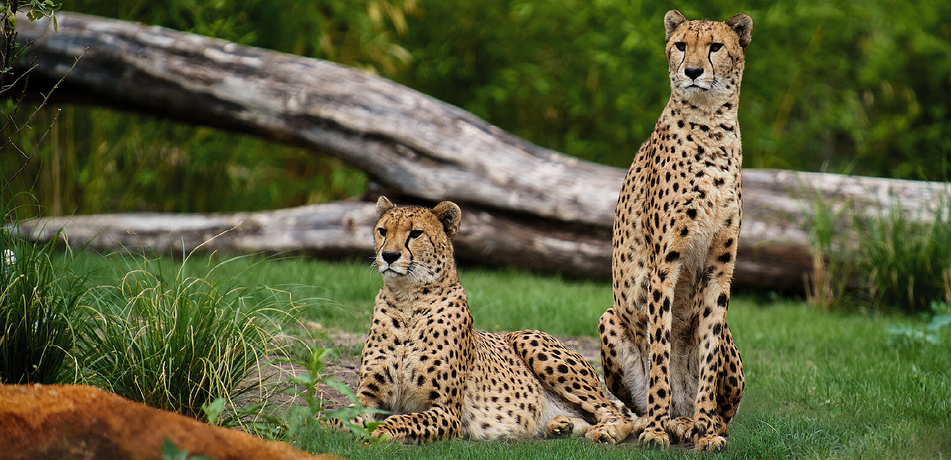 Zoo de la Flèche Safari Lodges & Suites